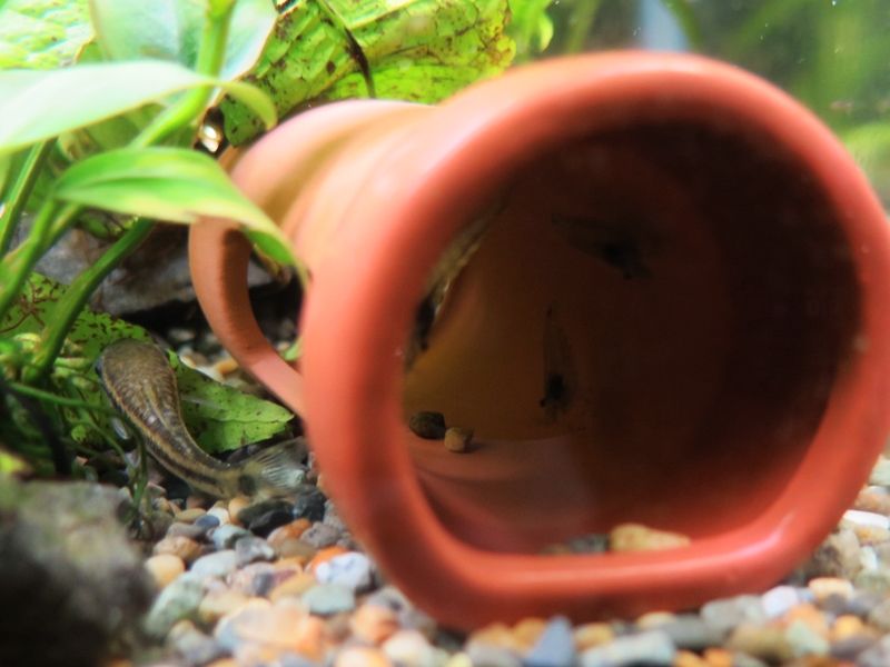 ツンデレ金魚 はるうらら ツンデレ金魚 はるうらら