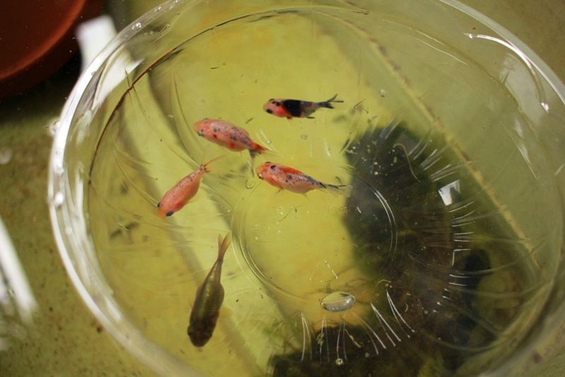新入り金魚とメダカ はるうらら