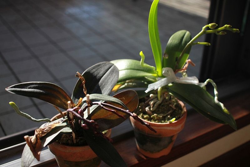 胡蝶蘭 花芽順調 はるうらら