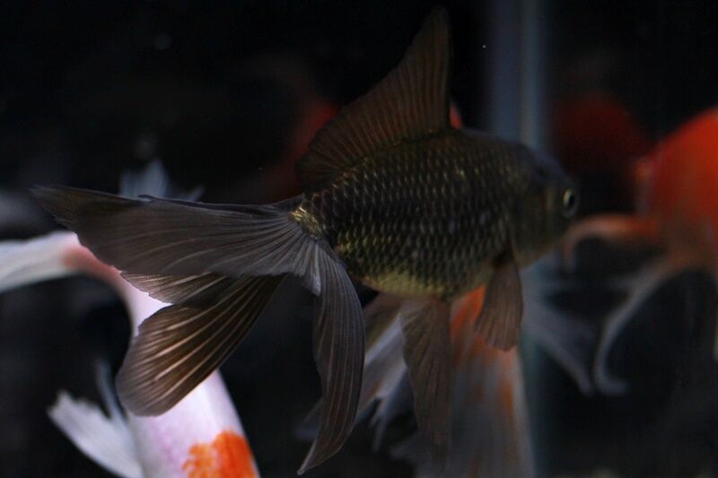 新入り金魚 四つ尾ブリストルもどき はるうらら 新入り金魚 四つ尾ブリストルもどき はるうらら