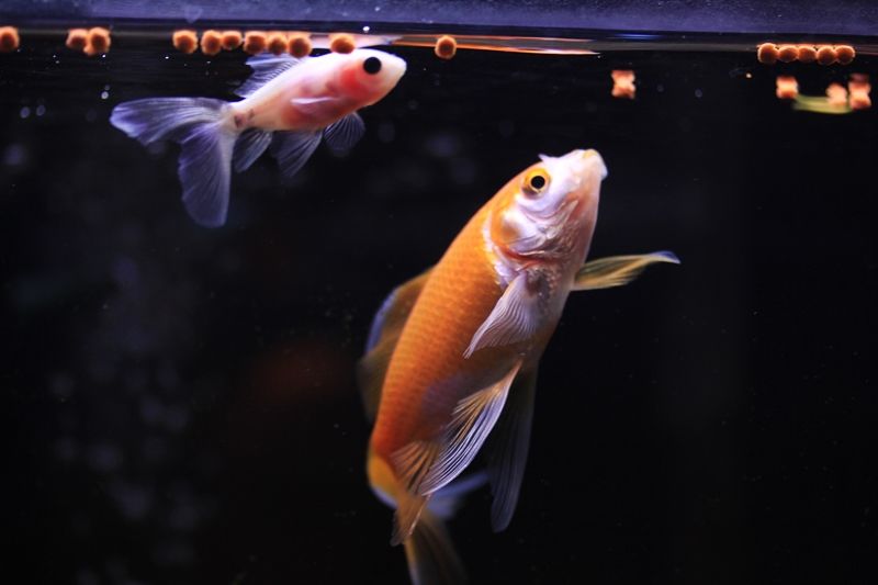金魚も不調 はるうらら 金魚も不調 はるうらら