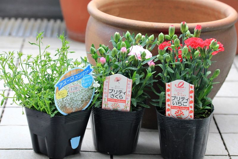 カーネーション植え付け はるうらら カーネーション植え付け はるうらら