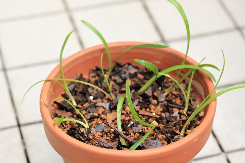 種からアマリリス 植え替え はるうらら 種からアマリリス 植え替え はるうらら