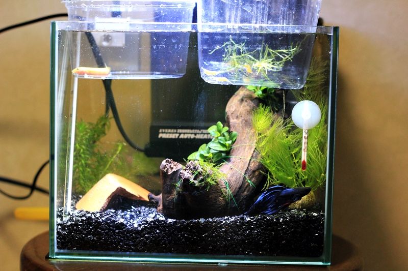 新しい仲間 ヒドジョウ ブリリアントオレンジシュリンプ はるうらら