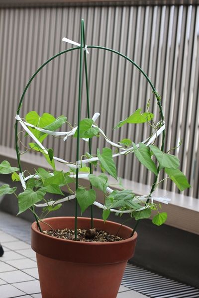 折れたっ 怒 はるうらら
