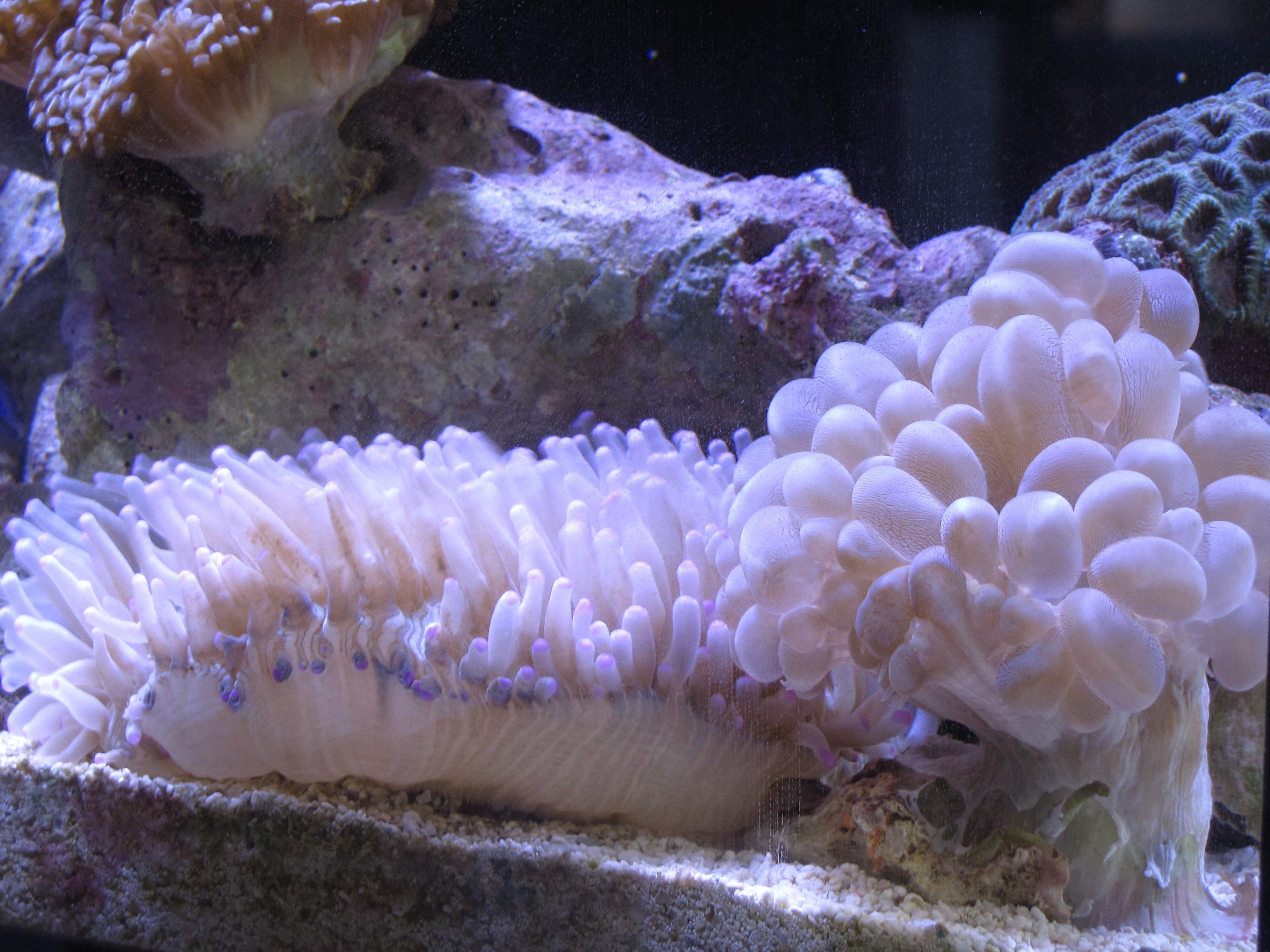 サンゴ 昼の顔と夜の顔 はっちのwanderful Ocean