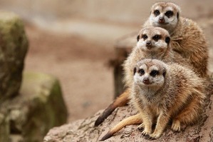 meerkats-5756042_640