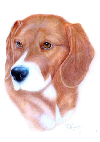 犬の瞳に乾杯 色えんぴつで描いた犬の似顔絵 黒ラブ モカとわん画家の日々 犬の瞳に乾杯 色えんぴつで描いた犬の似顔絵 黒ラブ モカとわん画家の日々