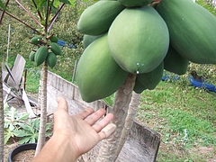 冬支度 3