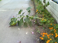 DSC00364