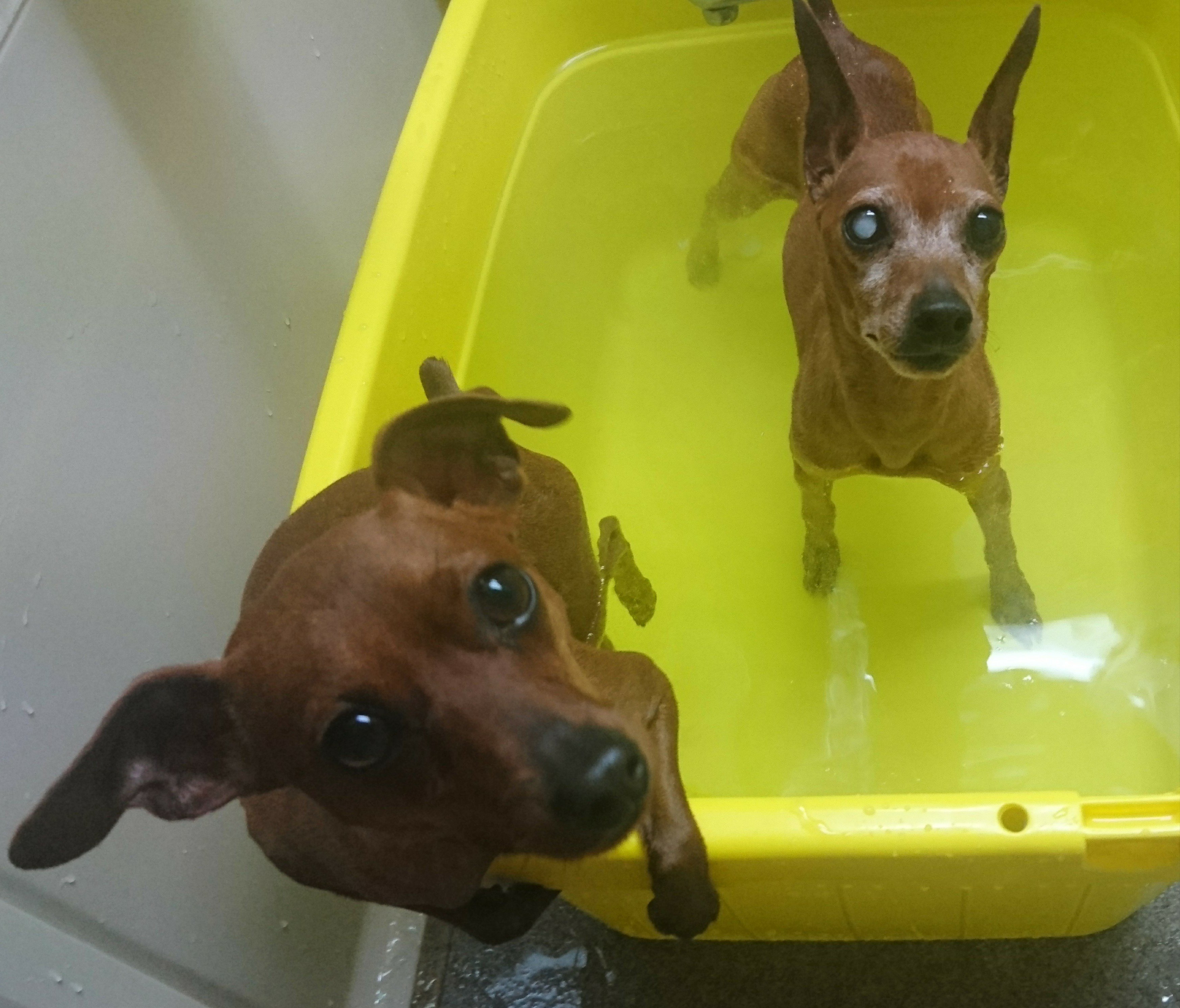 耳のしもやけ対策 わんこの日記 F Wicked Angel Miniature Pinscher 耳のしもやけ対策 わんこの日記 F Wicked Angel Miniature Pinscher
