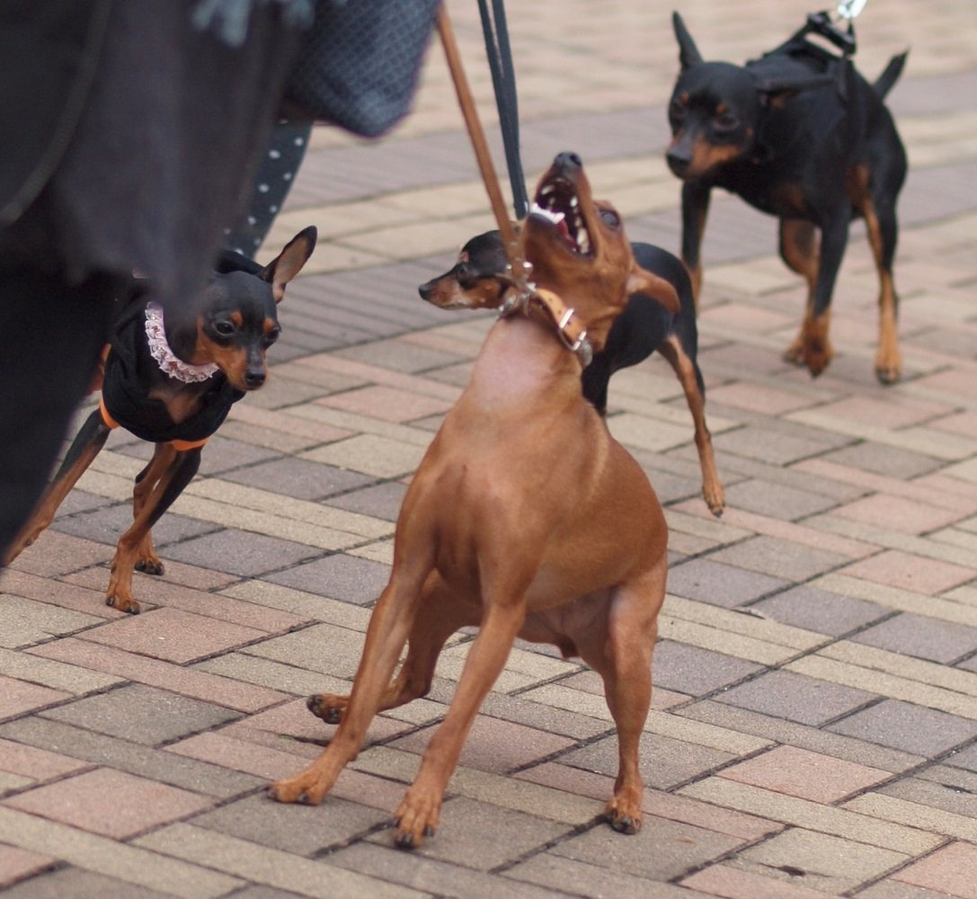 ミニピン単独展 ～TOP～ : わんこの日記 φ▽．．▽ Wicked Angel