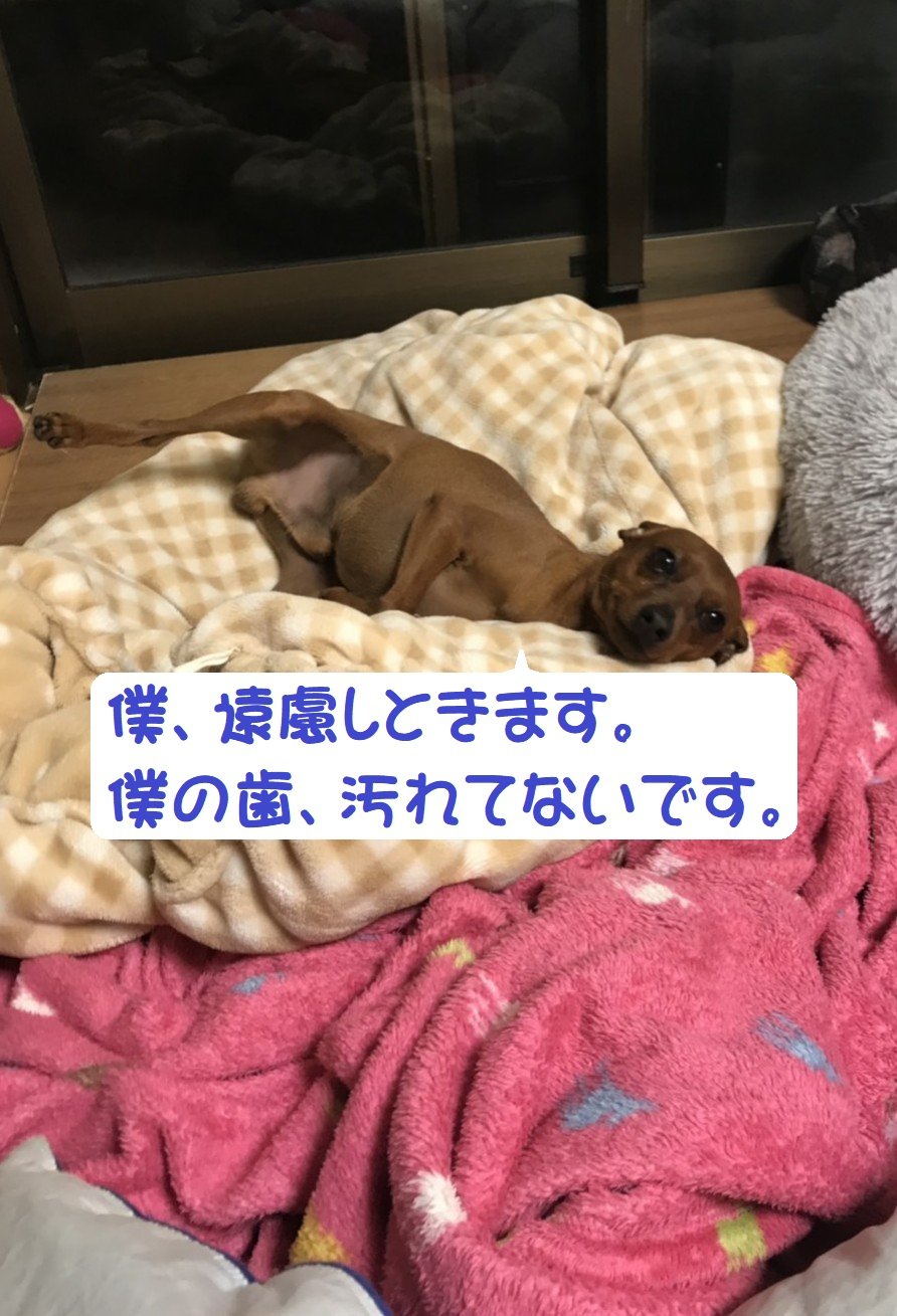 緊張すると 口角が上がります わんこの日記 F Wicked Angel Miniature Pinscher 緊張すると 口角が上がります わんこの日記 F Wicked Angel Miniature Pinscher