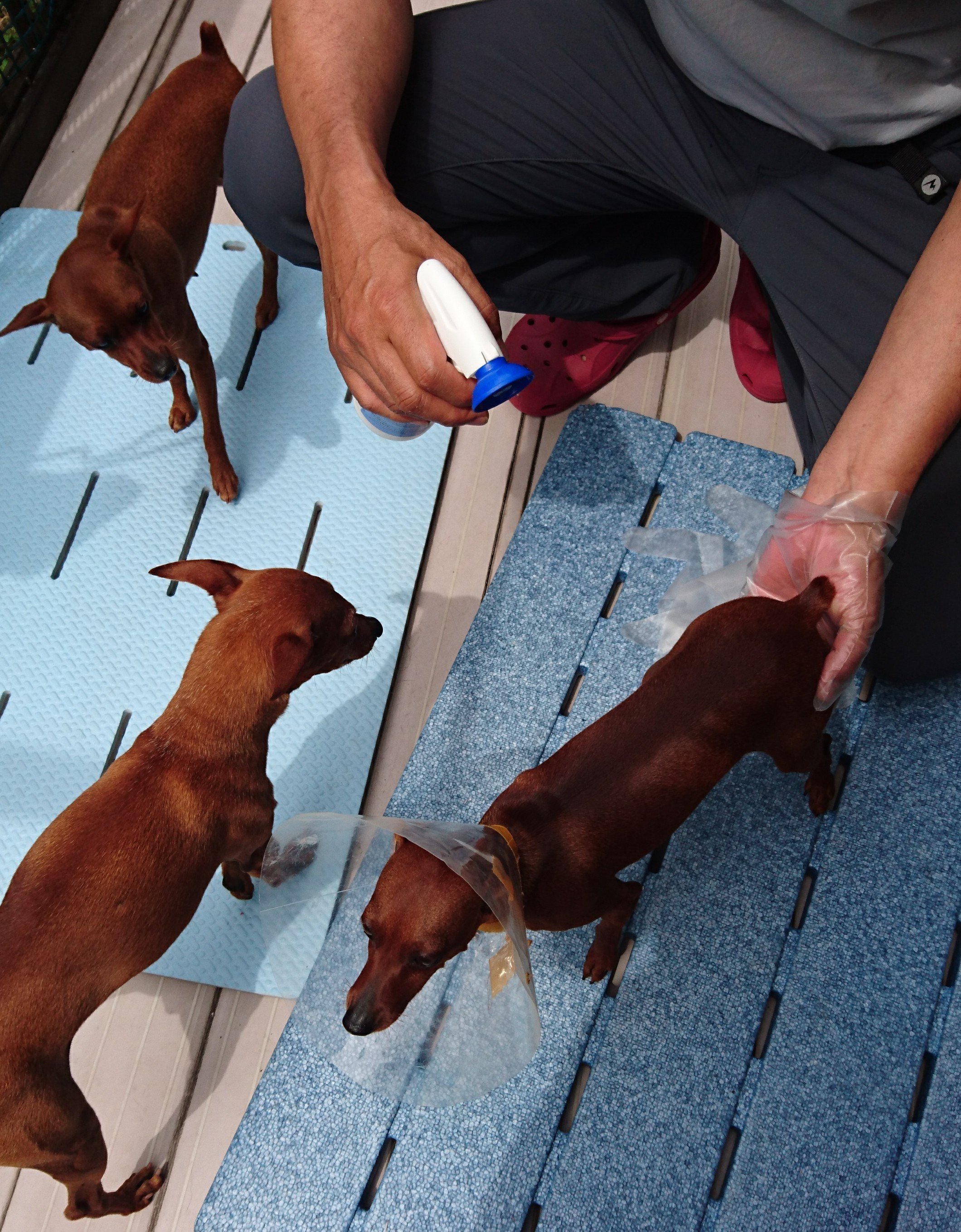 経口ノミ マダニ駆虫薬の副作用 わんこの日記 F Wicked Angel Miniature Pinscher 経口ノミ マダニ駆虫薬の副作用 わんこの日記 F Wicked Angel Miniature Pinscher