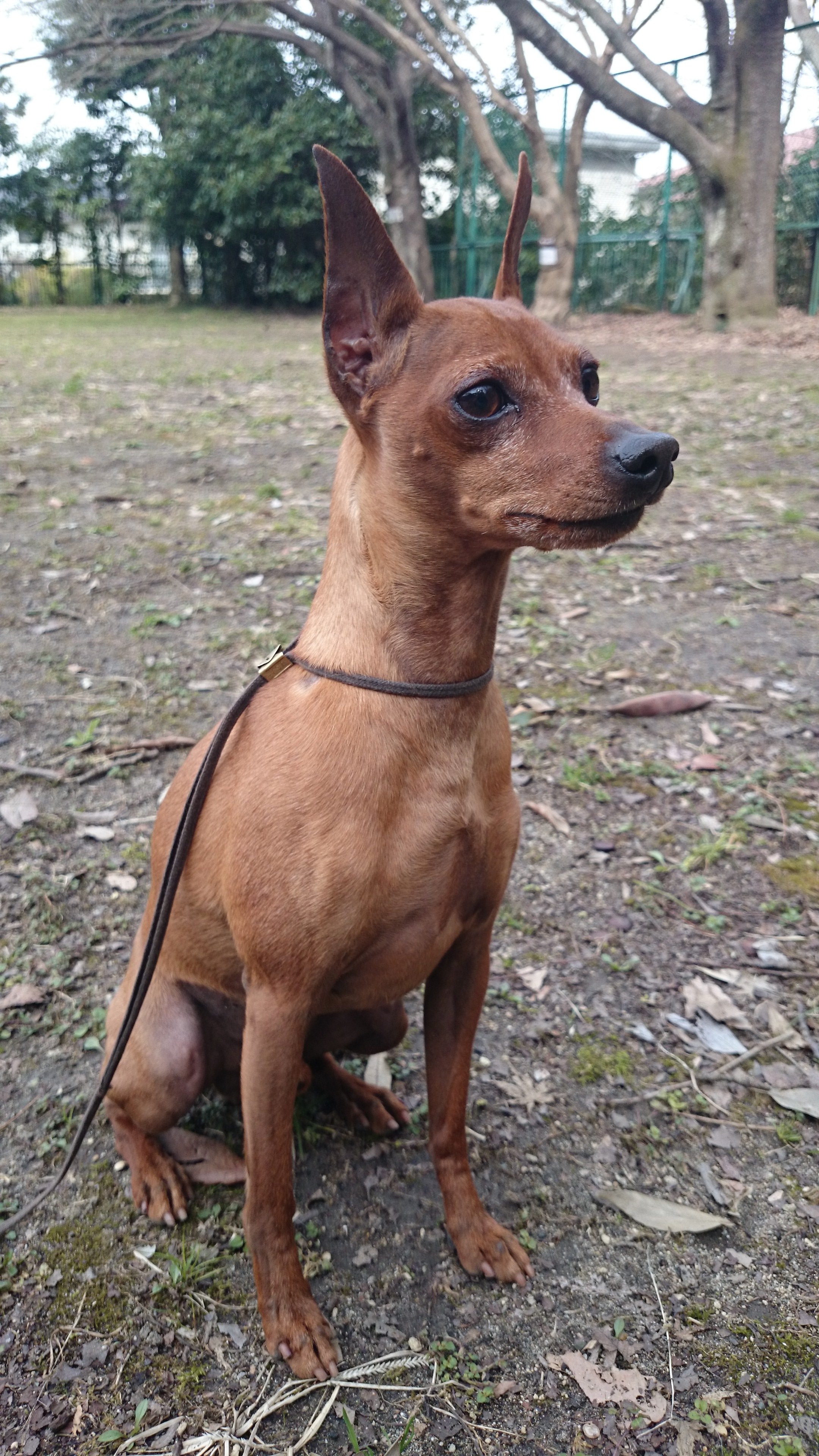 ミニピンという犬種 King Of Toys わんこの日記 F Wicked Angel Miniature Pinscher