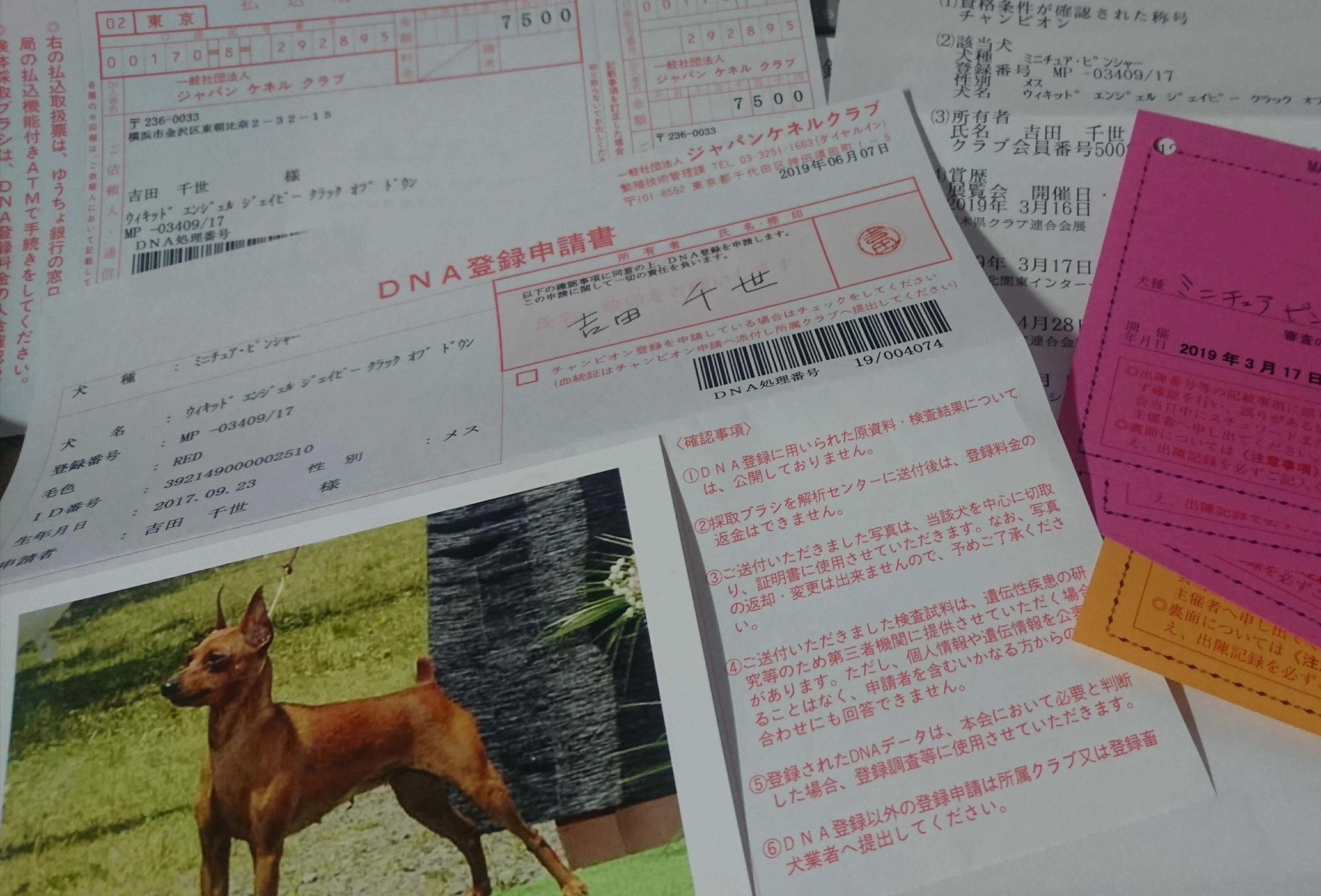 チャンピオン完成までに掛かる費用って わんこの日記 F Wicked Angel Miniature Pinscher