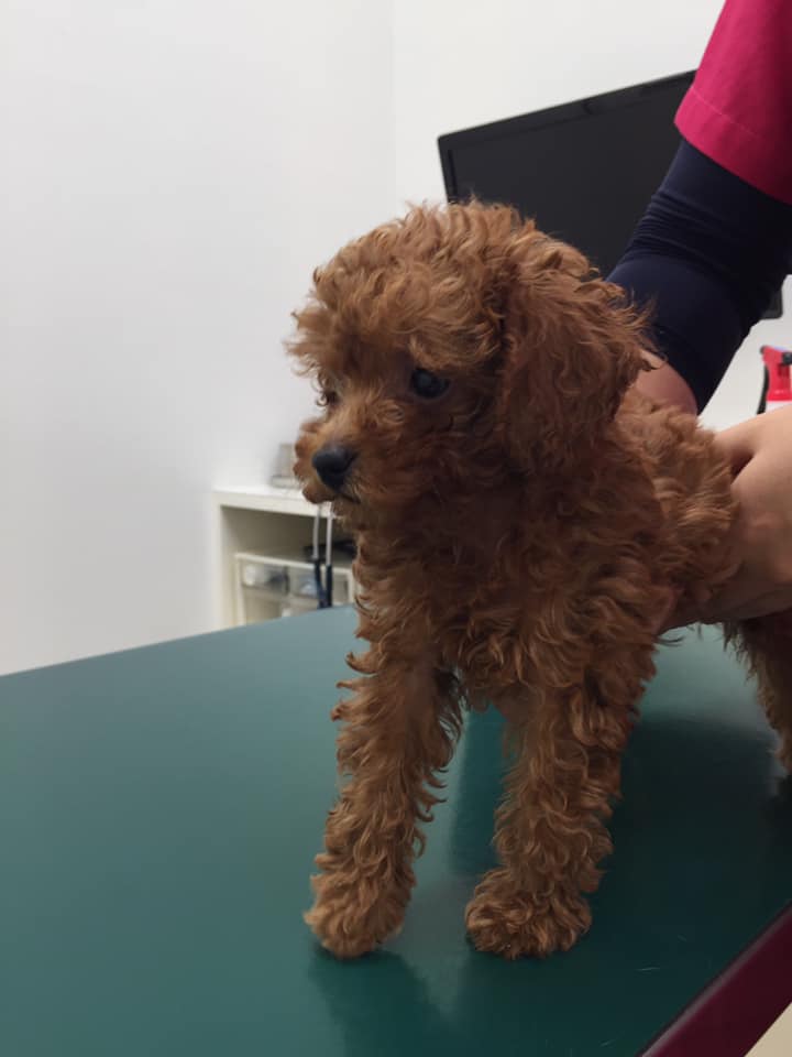 トイプードル専門ブリーダー大谷犬舎の子犬見学できます はじめての動物病院とワクチン 専門犬舎直結型 専属子犬ハウス トイプードルだらけ トイプードル専門ブリーダー大谷犬舎の子犬見学できます はじめての動物病院とワクチン 専門犬舎直結型 専属子犬ハウス トイプードルだらけ