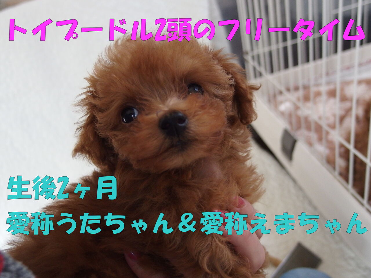 トイプードル子犬2頭 ご家族募集中です 東京都 生後2ヶ月 パピーガーデン東京ハウス トイプードル子犬ブログ トイプードル子犬2頭 ご家族募集中です 東京都 生後2ヶ月 パピーガーデン東京ハウス トイプードル子犬ブログ