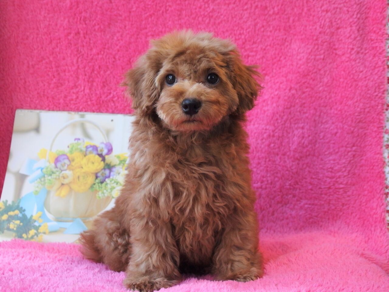 東京都トイプードル 子犬4頭見学できます シルバー アプリコット レッド パピーガーデン東京ハウス トイプードル子犬ブログ 東京都トイプードル 子犬4頭見学できます シルバー アプリコット レッド パピーガーデン東京ハウス トイプードル子犬ブログ
