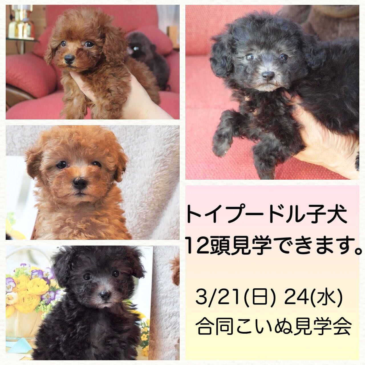 埼玉県トイプードル子犬 12頭 シルバー レッド アプリコット 女の子 パピーガーデン東京ハウス トイプードル子犬ブログ