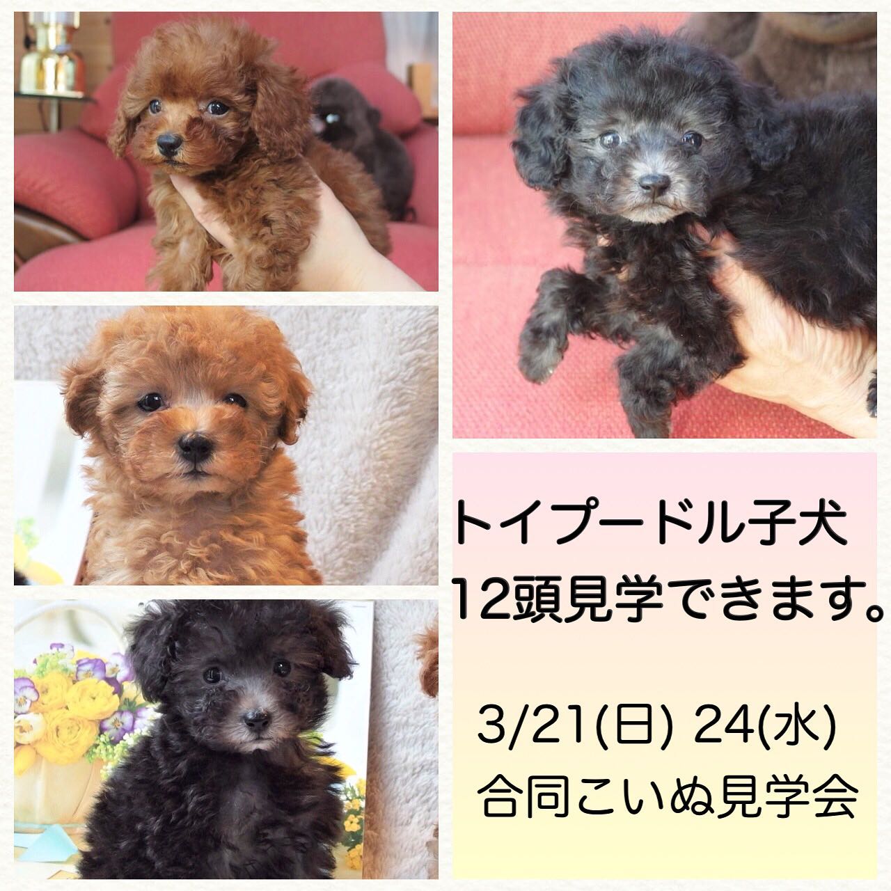 埼玉県トイプードル子犬 12頭 シルバー レッド アプリコット 女の子 パピーガーデン東京ハウス トイプードル子犬ブログ 埼玉県トイプードル子犬 12頭 シルバー レッド アプリコット 女の子 パピーガーデン東京ハウス トイプードル子犬ブログ