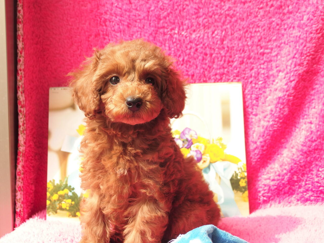 東京トイプードル専門犬舎 4頭 シルバー アプリ レッド 専門犬舎直結型 専属子犬ハウス トイプードルだらけ 東京トイプードル専門犬舎 4頭 シルバー アプリ レッド 専門犬舎直結型 専属子犬ハウス トイプードルだらけ