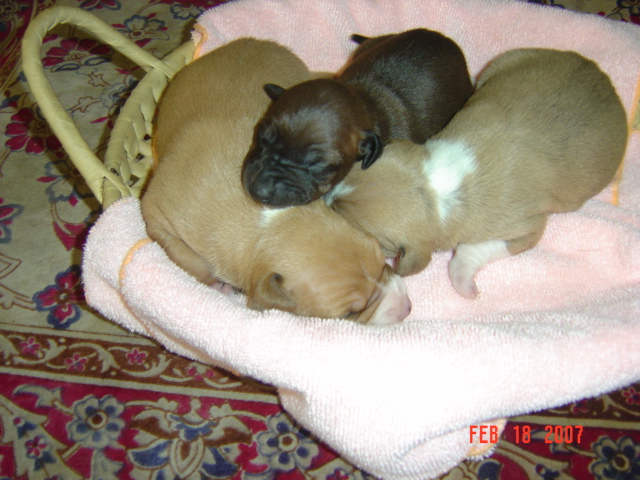 子犬