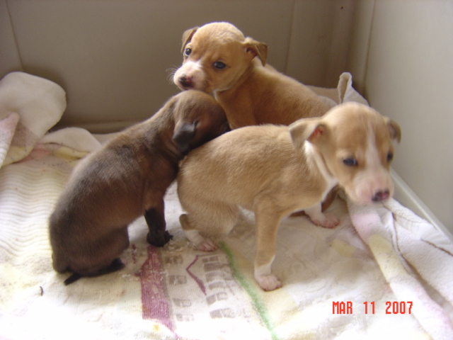 子犬