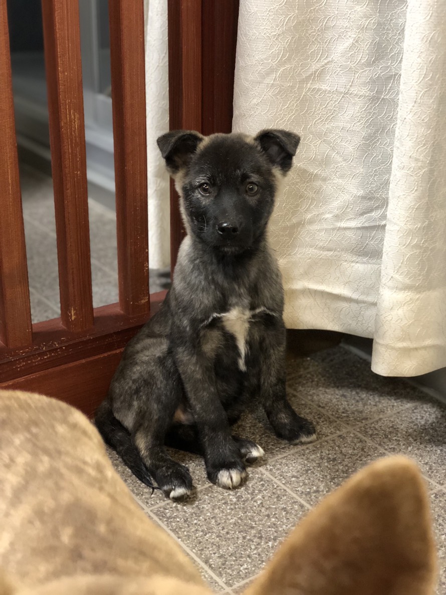 中型雑種の子犬さん里親様募集 決定です Wan Life活動ブログ