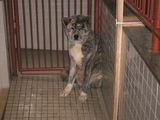 akita