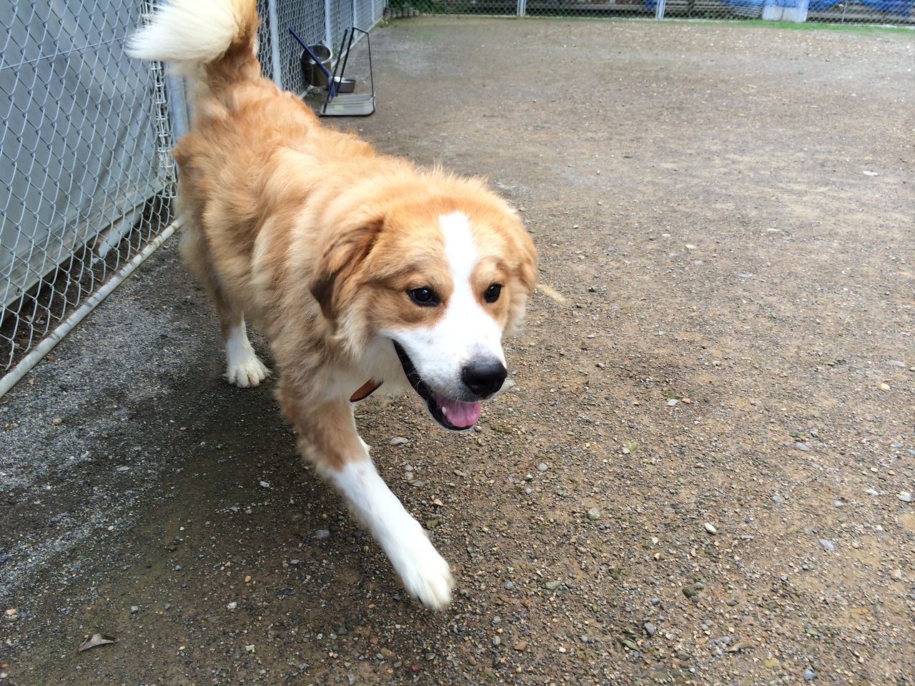 バーニーズ グレートピレニーズの１０ヶ月の男の子里親様募集 Wan Life活動ブログ