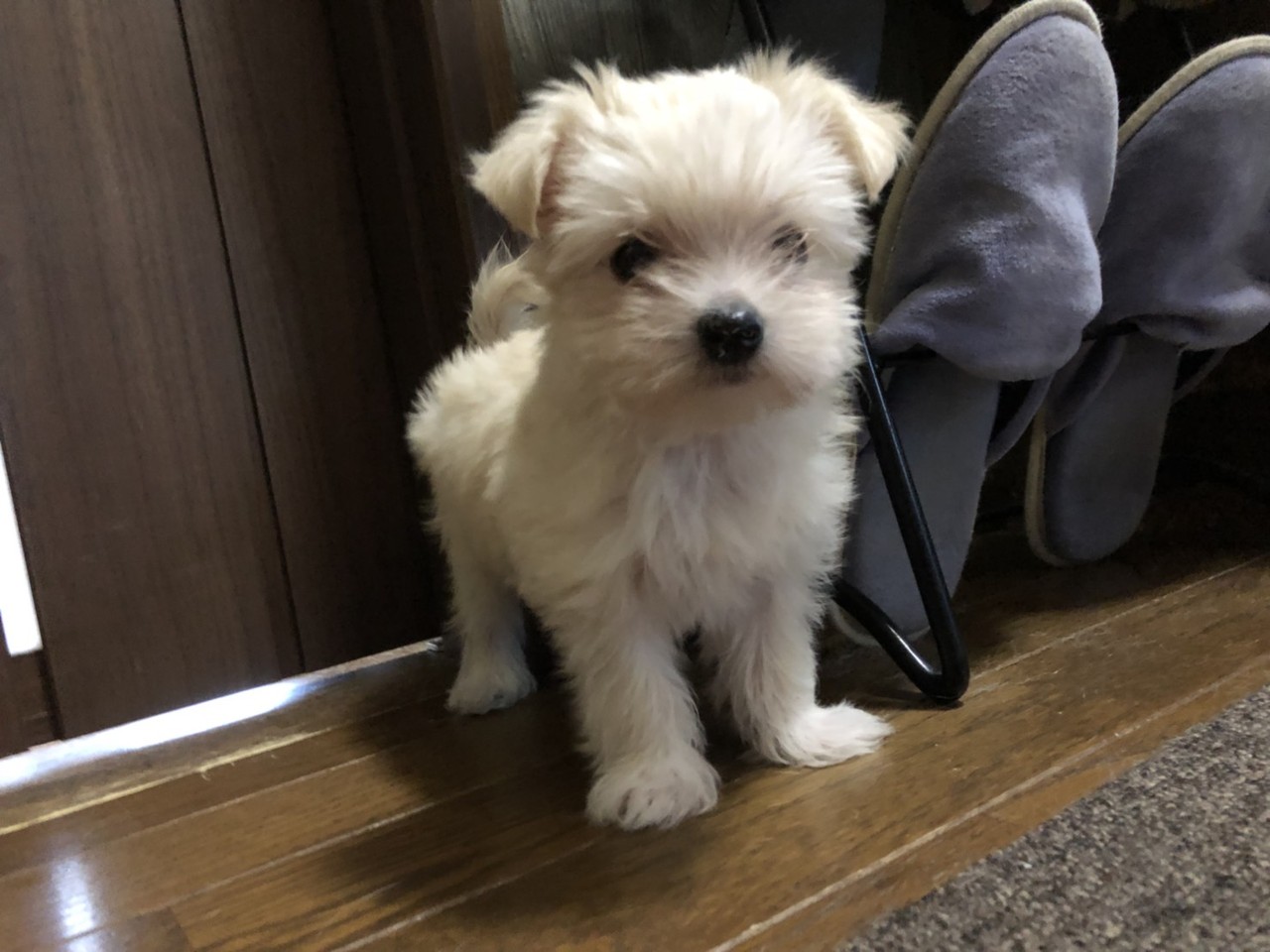 小型mixの子犬さん里親募集 Wan Life活動ブログ 小型mixの子犬さん里親募集 Wan Life活動ブログ