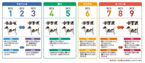 ボディコンディションスコア : wannyan_ymusのblog