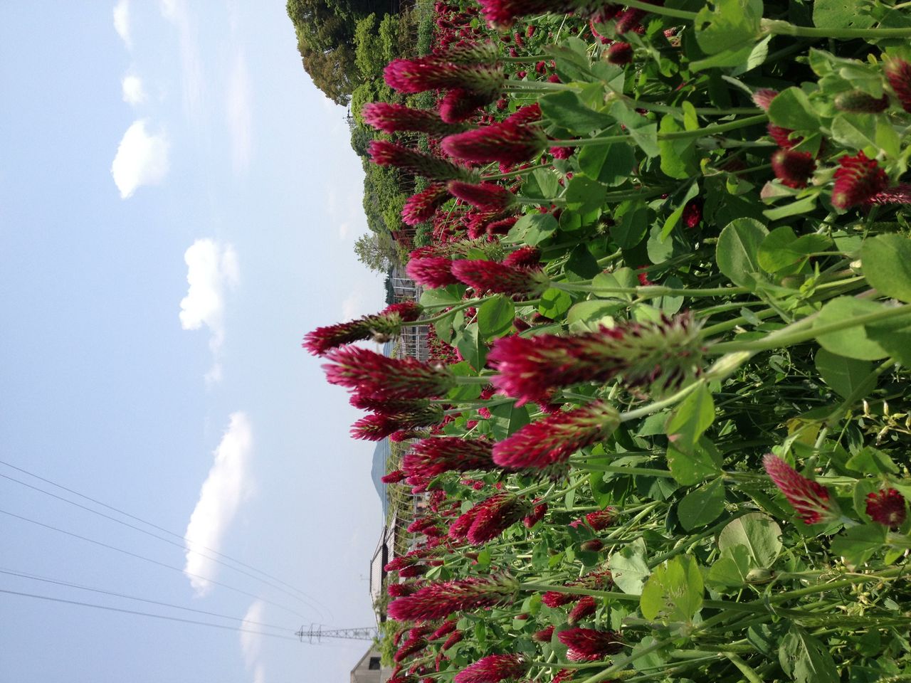 降雨 評判 引っ張る 猫じゃらし 栽培 抜け目がない 人質 費やす 降雨 評判 引っ張る 猫じゃらし 栽培 抜け目がない 人質 費やす