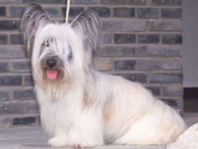 犬種別お得キャンペーン 2月 わ ん ぱ ら ぶ ろ ぐ 犬種別お得キャンペーン 2月 わ ん ぱ ら ぶ ろ ぐ