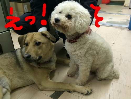 鳥羽水族館にネコ わ ん ぱ ら ぶ ろ ぐ