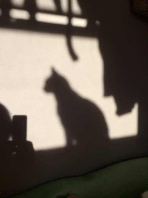 鳥羽水族館にネコ わ ん ぱ ら ぶ ろ ぐ