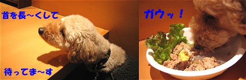 犬用のごはん