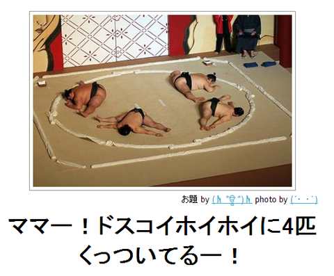 bokete24ママー!ドスコイホイホイに4匹くっついてるー!