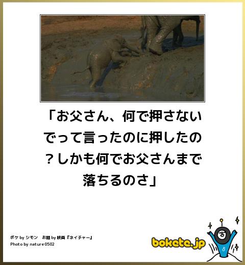 boketeお父さん、何で押さないでって言ったのに押したの?