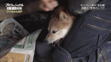 柴犬とかいうクッソ可愛い犬種 ワンたろう 柴犬とかいうクッソ可愛い犬種 ワンたろう
