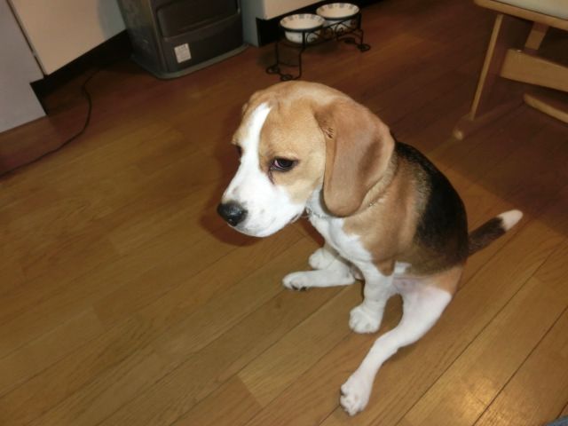 ビーグル犬って可愛いよね ワンたろう ビーグル犬って可愛いよね ワンたろう