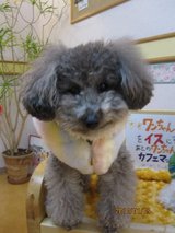 トノくん 1月5日