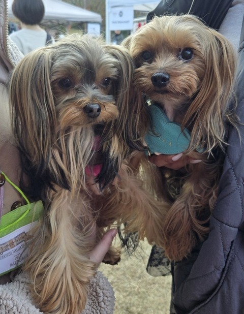 Screenshot_20251124_204433_Ameba