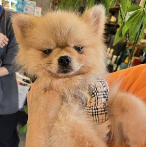 Screenshot_20251025_181850_Ameba