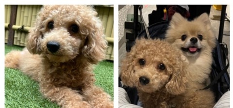 Screenshot_20251025_174920_Crayon