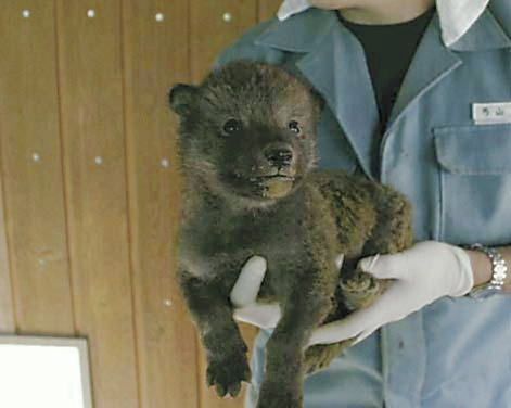 画像あり オオカミの赤ちゃんがかわいい クマ ペット わんにゃん速報 2ch 2ちゃんねるのペット板などのまとめブログ 画像あり オオカミの赤ちゃんがかわいい クマ ペット わんにゃん速報 2ch 2ちゃんねるのペット板などのまとめブログ