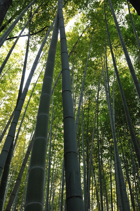 D300_23436 XGA