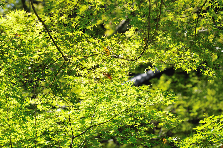 D300_23502 WXGA