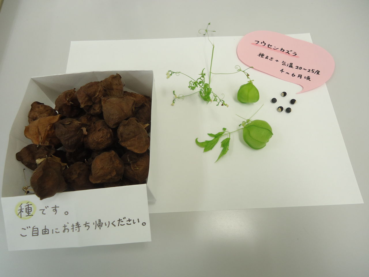フウセンカズラ わらびしい倶楽部ぱそこん教室 フウセンカズラ わらびしい倶楽部ぱそこん教室